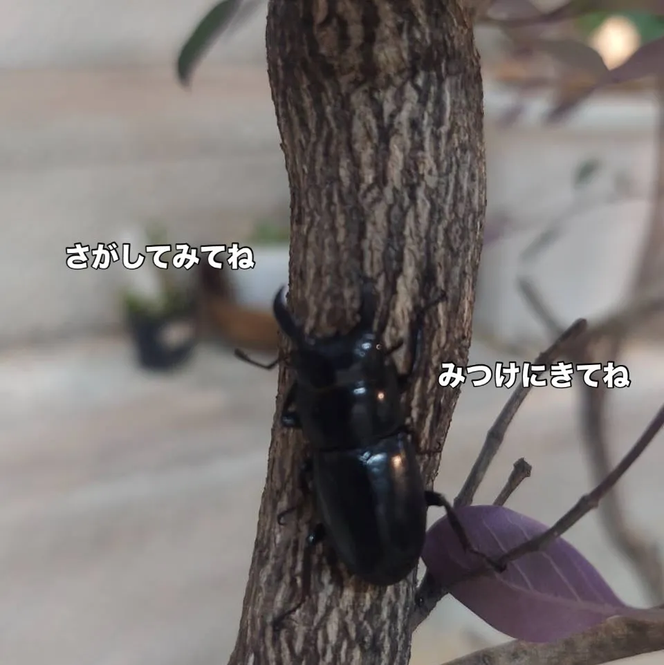 今年お初のクワガタ虫さん🪲